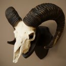 Mufflon (Ovis gmelini musimon) Ram met gewei, schedeltrofee, HL 69 cm op trofeeschild 82.1.157