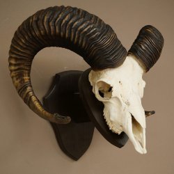 Mufflon (Ovis gmelini musimon) Ram met gewei, schedeltrofee, HL 69 cm op trofeeschild 82.1.157