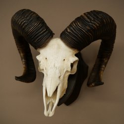 Mufflon (Ovis gmelini musimon) Ram met gewei, schedeltrofee, HL 69 cm op trofeeschild 82.1.157