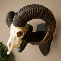 Mufflon (Ovis gmelini musimon) Ram met gewei, schedeltrofee, HL 69 cm op trofeeschild 82.1.157