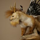 Wolpertinger, créature mythique : martre ailée, bois de chevreuil, barbe, spécimen empaillé « Wolpi », hauteur 52 cm