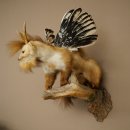 Wolpertinger, créature mythique : martre ailée, bois de chevreuil, barbe, spécimen empaillé « Wolpi », hauteur 52 cm