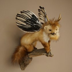 Wolpertinger, créature mythique : martre ailée, bois de chevreuil, barbe, spécimen empaillé « Wolpi », hauteur 52 cm