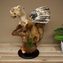 Wolpertinger, créature mythique : martre...
