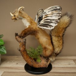 Wolpertinger, créature mythique : martre ailée à cornes. Modèle naturalisé « Wolpi », hauteur 49 cm