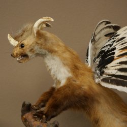 Wolpertinger, créature mythique : martre ailée à cornes. Modèle naturalisé « Wolpi », hauteur 49 cm