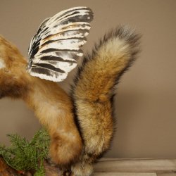 Wolpertinger, créature mythique : martre ailée à cornes. Modèle naturalisé « Wolpi », hauteur 49 cm