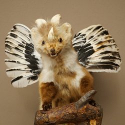 Wolpertinger, créature mythique : martre ailée à cornes. Modèle naturalisé « Wolpi », hauteur 49 cm