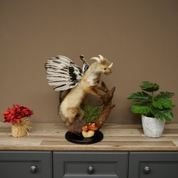 Wolpertinger, créature mythique : martre ailée à cornes. Modèle naturalisé « Wolpi », hauteur 49 cm