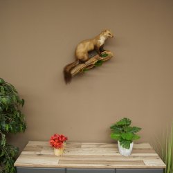Martre, martre des rochers, spécimen empaillé, décoration, hauteur 40 cm, spécimen empaillé 89.5.252