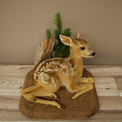Taxidermie de faon couché sur un socle décoratif « Faon », hauteur 34 cm, taxidermie Bambi 89.11.81