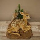 Taxidermie de faon couché sur un socle...