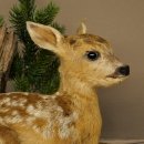 Taxidermie de faon couché sur un socle décoratif « Faon », hauteur 34 cm, taxidermie Bambi 89.11.81