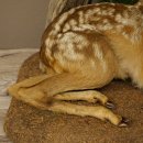 Taxidermie de faon couché sur un socle décoratif « Faon », hauteur 34 cm, taxidermie Bambi 89.11.81
