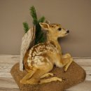 Taxidermie de faon couché sur un socle décoratif « Faon », hauteur 34 cm, taxidermie Bambi 89.11.81