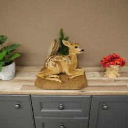 Taxidermie de faon couché sur un socle décoratif « Faon », hauteur 34 cm, taxidermie Bambi 89.11.81