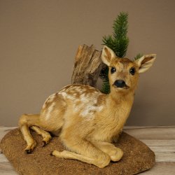 Taxidermie de faon couché sur un socle décoratif « Faon », hauteur 34 cm, taxidermie Bambi 89.11.81