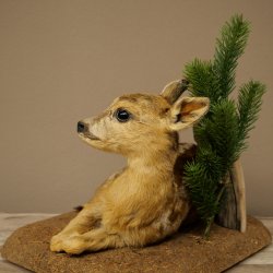 Taxidermie de faon couché sur un socle décoratif « Faon », hauteur 34 cm, taxidermie Bambi 89.11.81