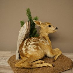 Taxidermie de faon couché sur un socle décoratif « Faon », hauteur 34 cm, taxidermie Bambi 89.11.81