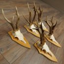 Corna di capriolo, 5 pezzi, maschi di capriolo, set di...