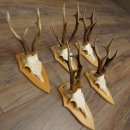 Corna di capriolo, 5 pezzi, maschi di capriolo, set di...