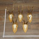 Corna di capriolo, 5 pezzi, maschi di capriolo, set di corna su supporti per trofei 21.493