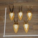 5 corna di capriolo, maschi adulti robusti, set di corna...