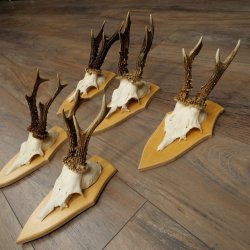 5 corna di capriolo, maschi adulti robusti, set di corna di capriolo maschio su cartelli 21.494