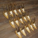 15 stuks reebogen van grotere reebokken – Set reebogen op trofeeborden 21.495