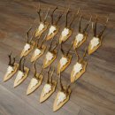 15 stuks reebogen van grotere reebokken – Set reebogen op trofeeborden 21.495