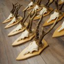 15 stuks reebogen van grotere reebokken – Set reebogen op trofeeborden 21.495
