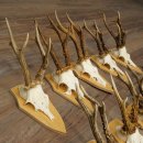 15 stuks reebogen van grotere reebokken – Set reebogen op trofeeborden 21.495