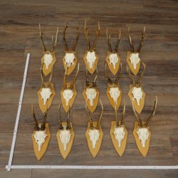 15 stuks reebogen van grotere reebokken – Set reebogen op trofeeborden 21.495