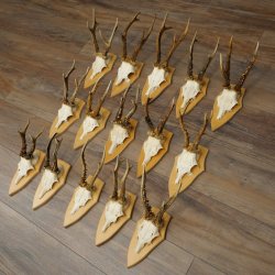 15 stuks reebogen van grotere reebokken – Set reebogen op trofeeborden 21.495