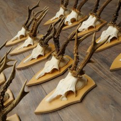 15 stuks reebogen van grotere reebokken – Set reebogen op trofeeborden 21.495