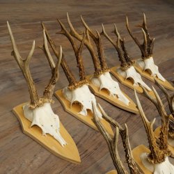 15 stuks reebogen van grotere reebokken – Set reebogen op trofeeborden 21.495