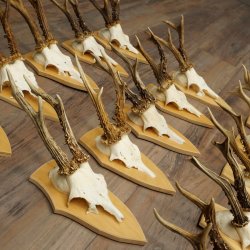 15 stuks reebogen van grotere reebokken – Set reebogen op trofeeborden 21.495