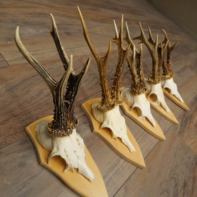 5 stuks reebokkengeweien, grotere exemplaren, set reebokkengeweien op trofeeborden 21.496
