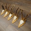 5 stuks reebokkengeweien, grotere exemplaren, set reebokkengeweien op trofeeborden 21.496