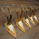 5 stuks reebokkengeweien, grotere exemplaren, set reebokkengeweien op trofeeborden 21.496