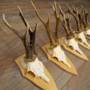 5 stuks reebokkengeweien, grotere exemplaren, set reebokkengeweien op trofeeborden 21.496