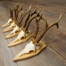 5 stuks reebokkengeweien, grotere exemplaren, set reebokkengeweien op trofeeborden 21.496