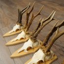 5 stuks reebokkengeweien, grotere exemplaren, set reebokkengeweien op trofeeborden 21.496