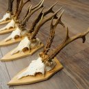5 stuks reebokkengeweien, grotere exemplaren, set reebokkengeweien op trofeeborden 21.496