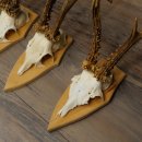 5 stuks reebokkengeweien, grotere exemplaren, set reebokkengeweien op trofeeborden 21.496