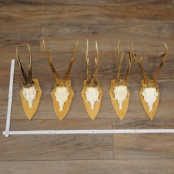 5 stuks reebokkengeweien, grotere exemplaren, set reebokkengeweien op trofeeborden 21.496