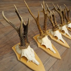 5 stuks reebokkengeweien, grotere exemplaren, set reebokkengeweien op trofeeborden 21.496