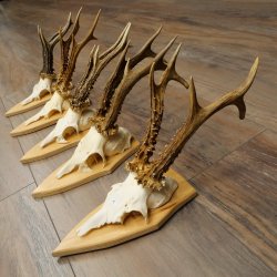 5 stuks reebokkengeweien, grotere exemplaren, set reebokkengeweien op trofeeborden 21.496