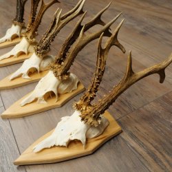 5 stuks reebokkengeweien, grotere exemplaren, set reebokkengeweien op trofeeborden 21.496