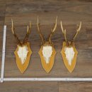 3 cuernos de corzo. Conjunto de cuernos de corzo macho en...